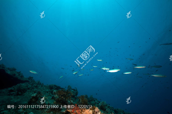沉船的Dunraven在海洋生活。
