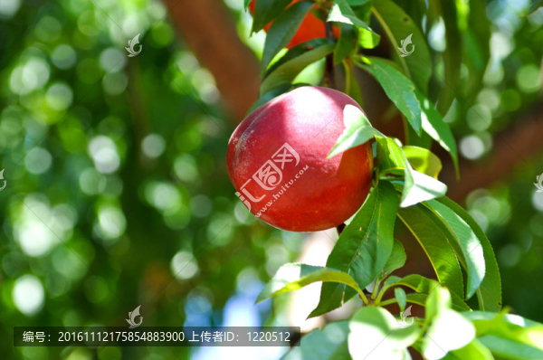 油桃樹