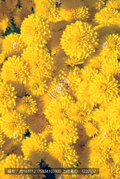 菊花