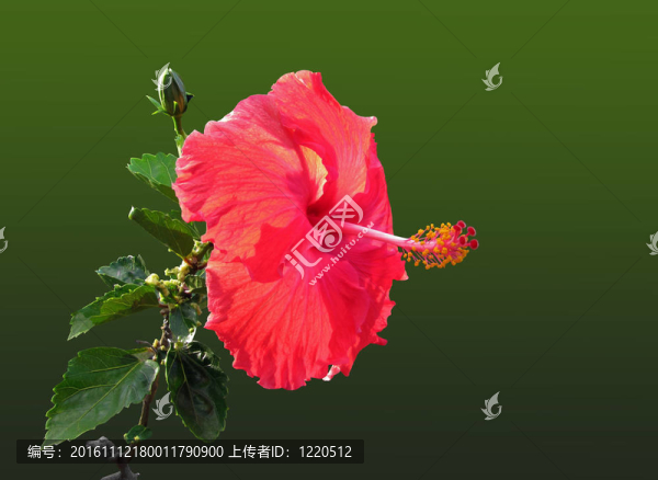 紅芙蓉葉