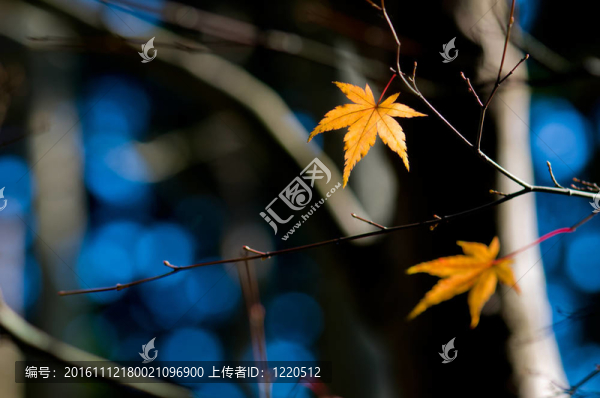 樹上的橙色葉子在冬天的背景