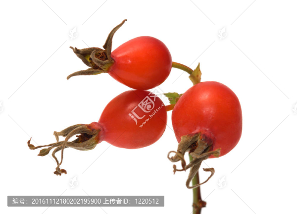 Dogrose,berry。