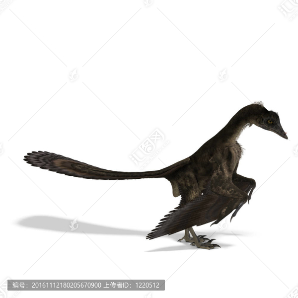 Dinosaur,Archaeopteryx。3D渲染與剪輯路徑和陰影超過白色