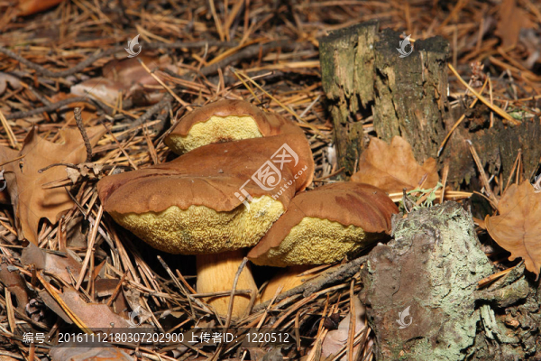 在森林里，波蘭蘑菇（Xerocomus,badius）