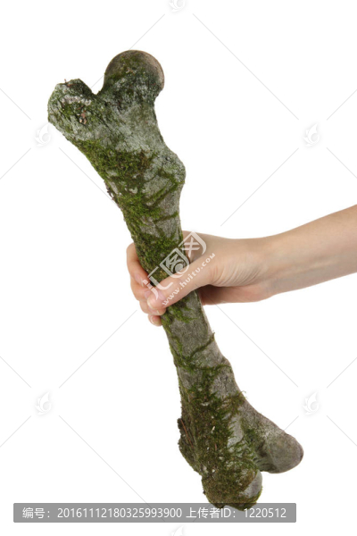 在手的苔蘚老年股骨狍（狍）