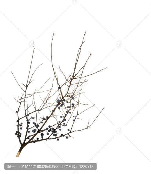 分行的野莓；在白黑刺（Prunus,spinosa）