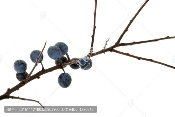 分行的野莓；在白黑刺（Prunus,spinosa）