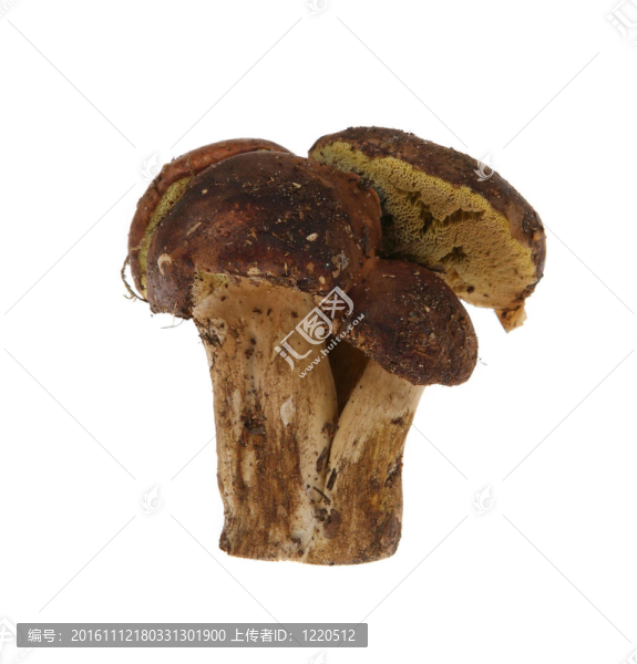 波蘭蘑菇白（Xerocomus,badius）