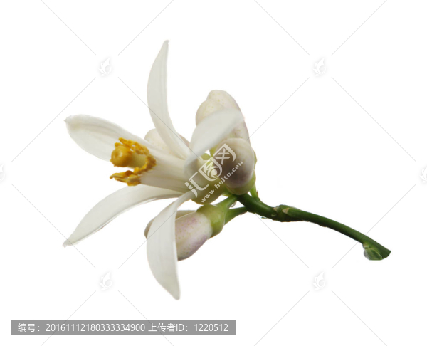 檸檬花的白色（檸檬）