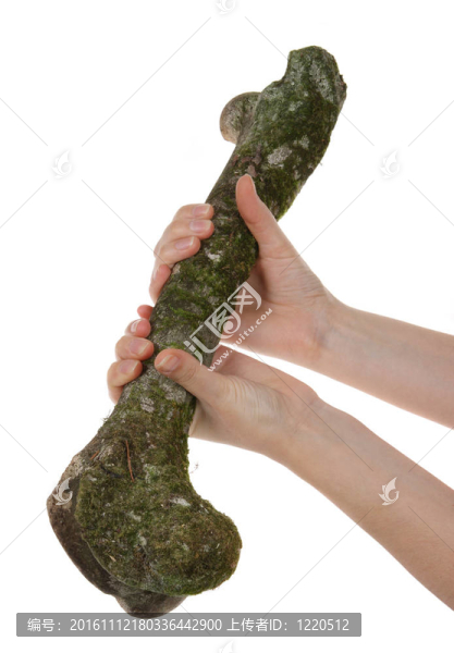 老股ROE在手上的青苔的白色背景（狍）