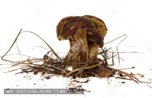 波蘭蘑菇白（Xerocomus,badius）