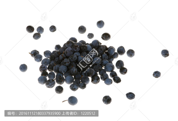 野莓；在白色的背景里，（Prunus,spinosa）