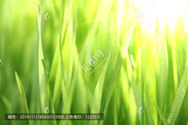 亮綠色的草