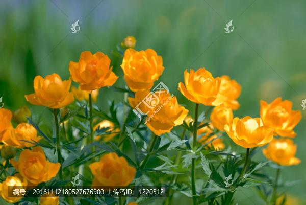 橙花金蓮花胭脂魚