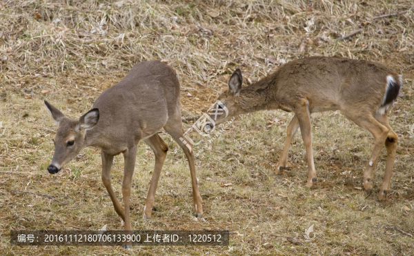 跟隨領(lǐng)袖