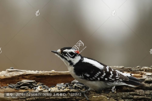 雄性絨毛啄木鳥