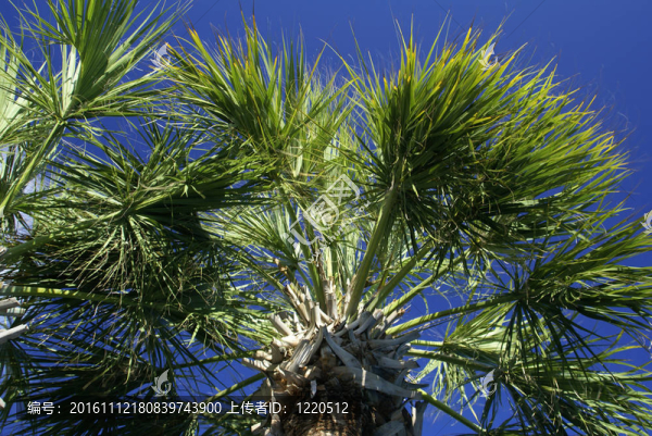 棕櫚樹抬頭