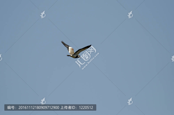 鳥空降
