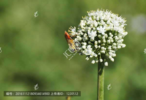 盛開的昆蟲