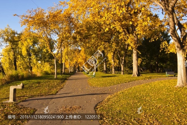 在秋天的路徑