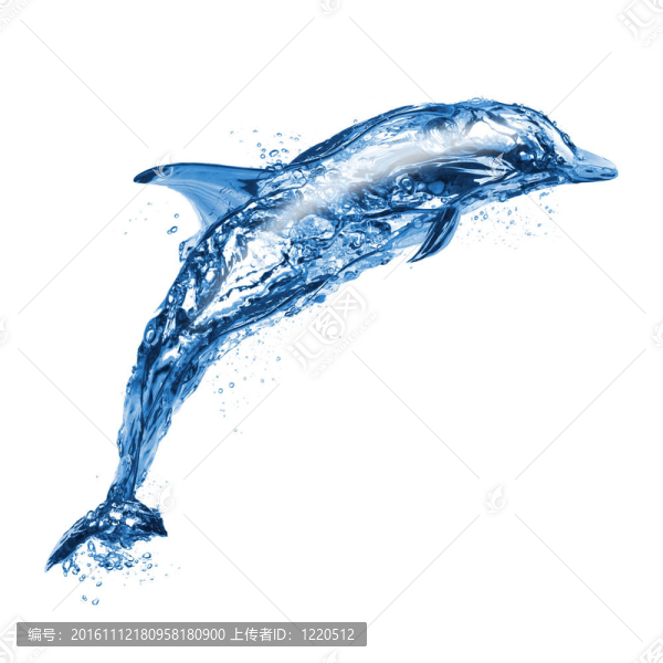 海豚跳躍的水