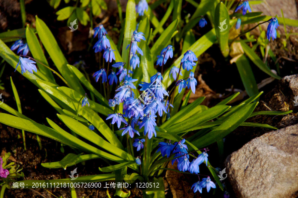 春天的花朵-,scilla,siberica