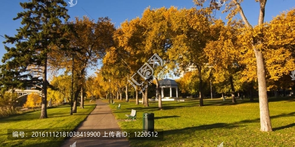在秋天的路徑