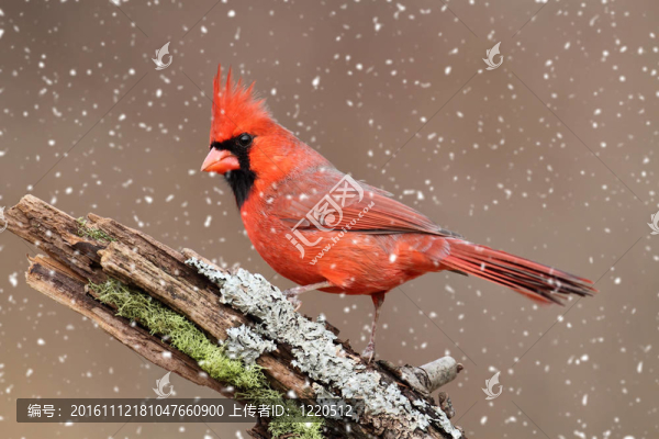 在暴風(fēng)雪中的紅衣主教