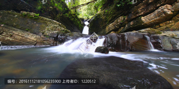 熱帶雨林