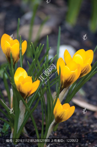 黃色的番紅花番紅花的花；Croci,Closeup；