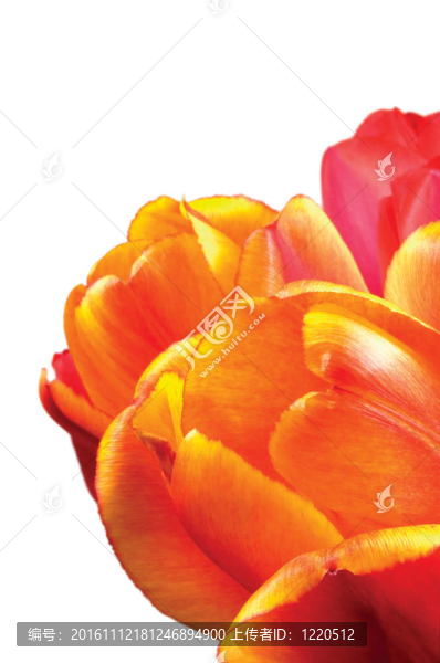 花：橙色；紅色和黃色的郁金香花瓣特寫；分離