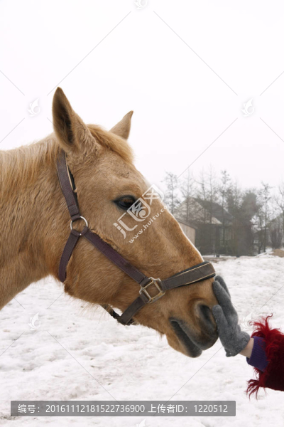 棕色的馬