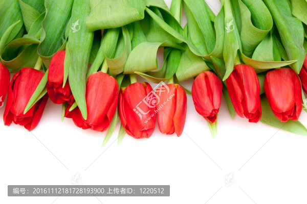 紅色郁金香