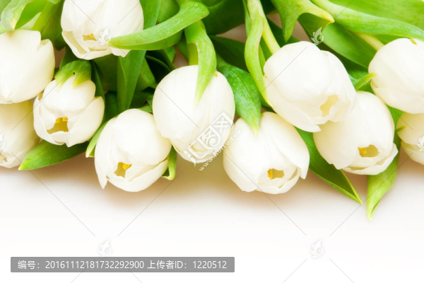 郁金香