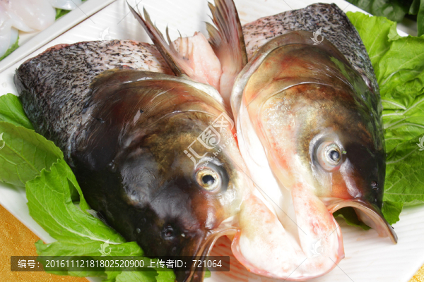 大魚頭,水庫大魚頭