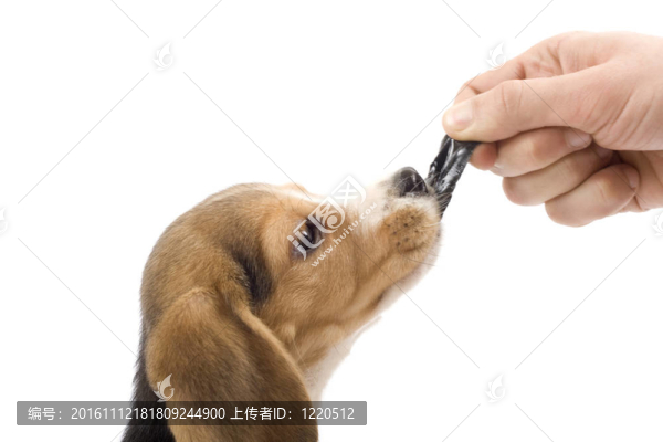 可愛的小獵犬