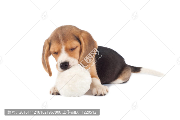 睡覺的小獵犬