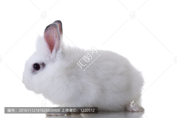 白色的可愛的小兔子