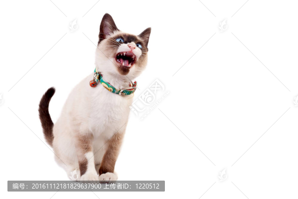 一個好奇的暹羅貓圖片