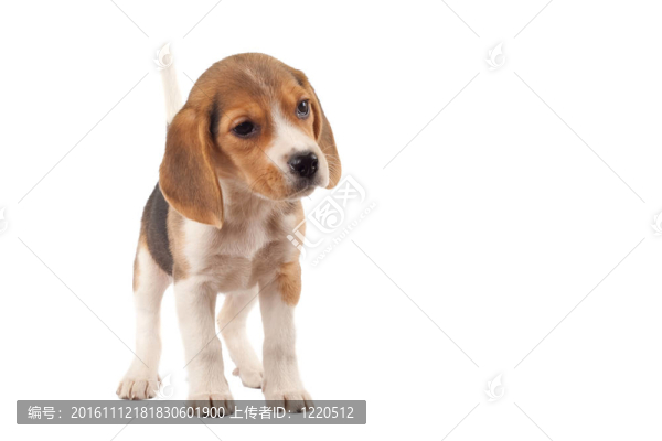 比格犬在尋找的東西