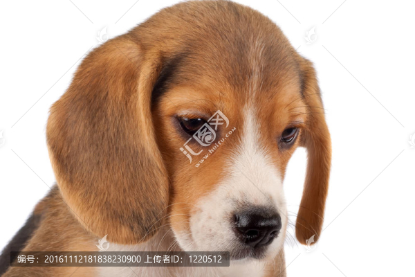 比格犬的臉