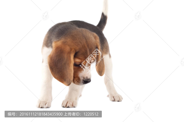 比格犬在尋找的東西