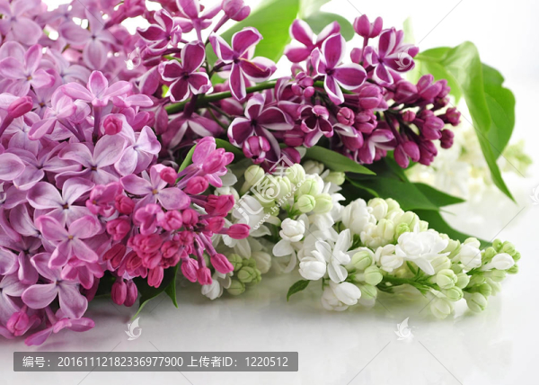 盛開的丁香花