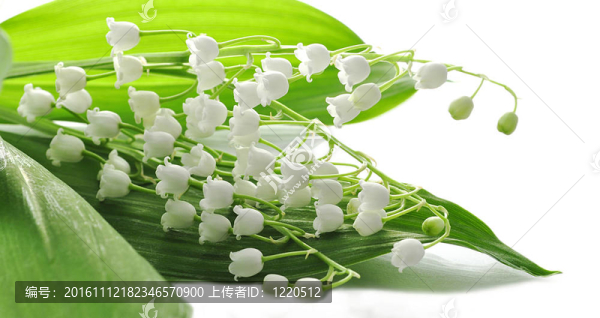 山谷的百合花