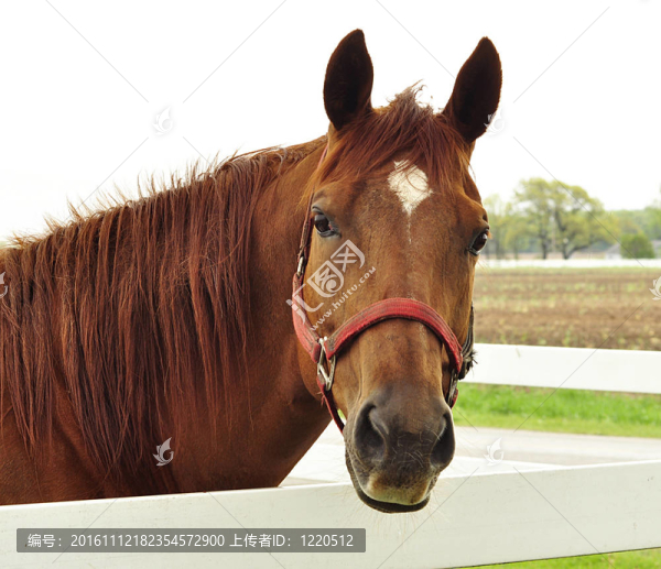 馬