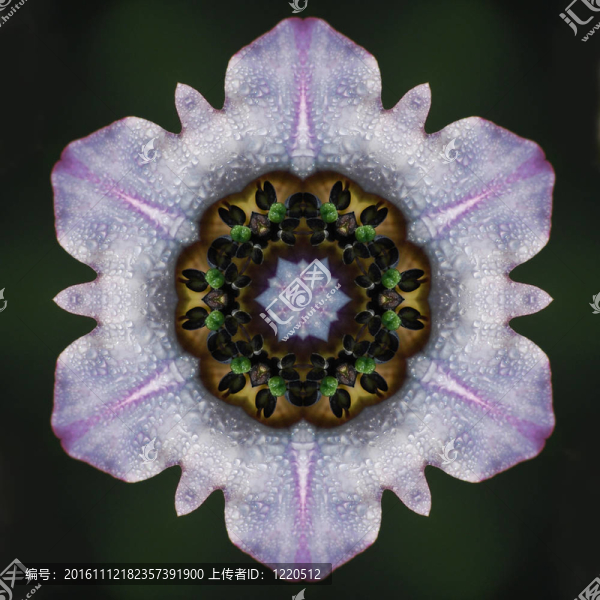 煙草花曼陀羅