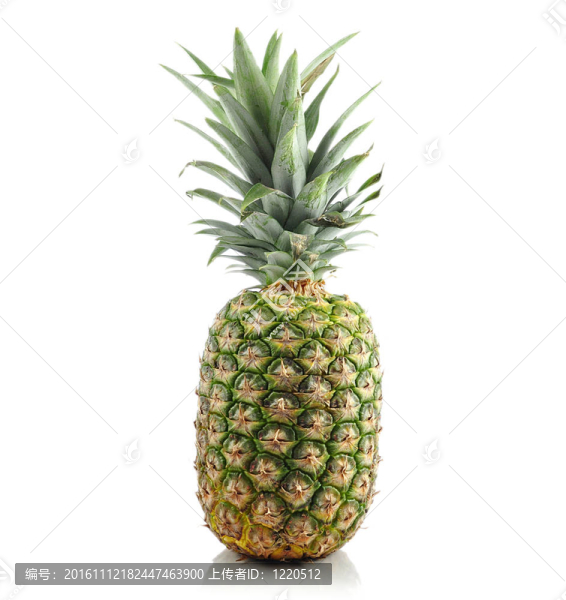 菠蘿-匯圖網(wǎng) www.fosd68.com 菠蘿