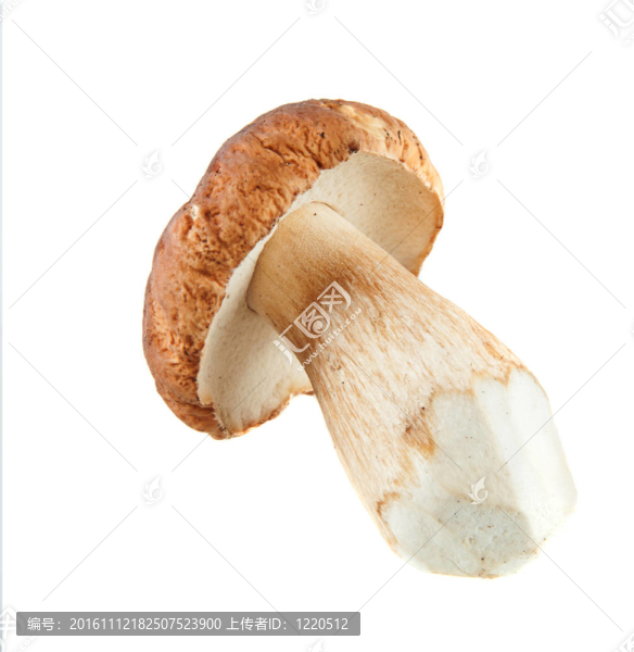 美味牛肝菌