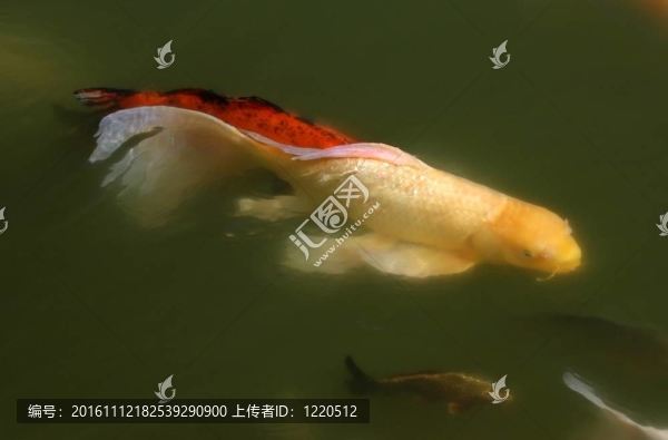 國(guó)王的錦鯉
