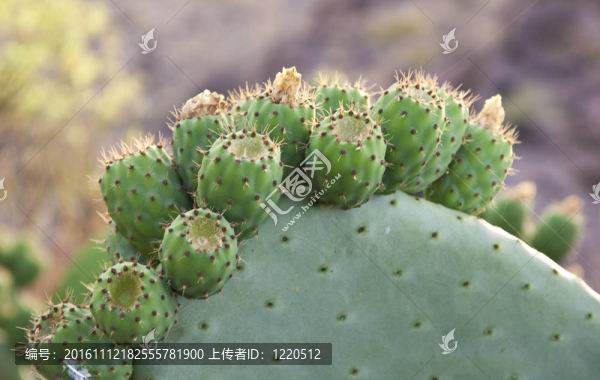 仙人掌自然長綠刺